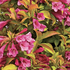 Weigela 'Prism Magic Carpet'.png