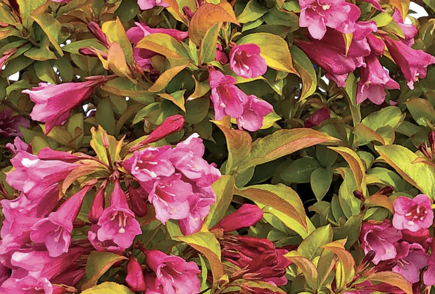 Vajgélie květnatá 'Prism Magic Carpet' - Weigela florida 'Prism Magic Carpet'
