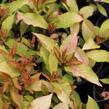Vajgélie květnatá 'Prism Magic Carpet' - Weigela florida 'Prism Magic Carpet'