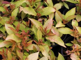 Vajgélie květnatá 'Prism Magic Carpet' - Weigela florida 'Prism Magic Carpet'