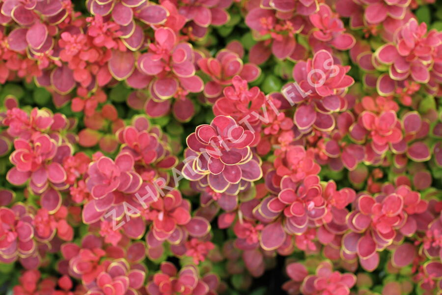 Dřišťál Thunbergův 'Neon' - Berberis thunbergii 'Neon'