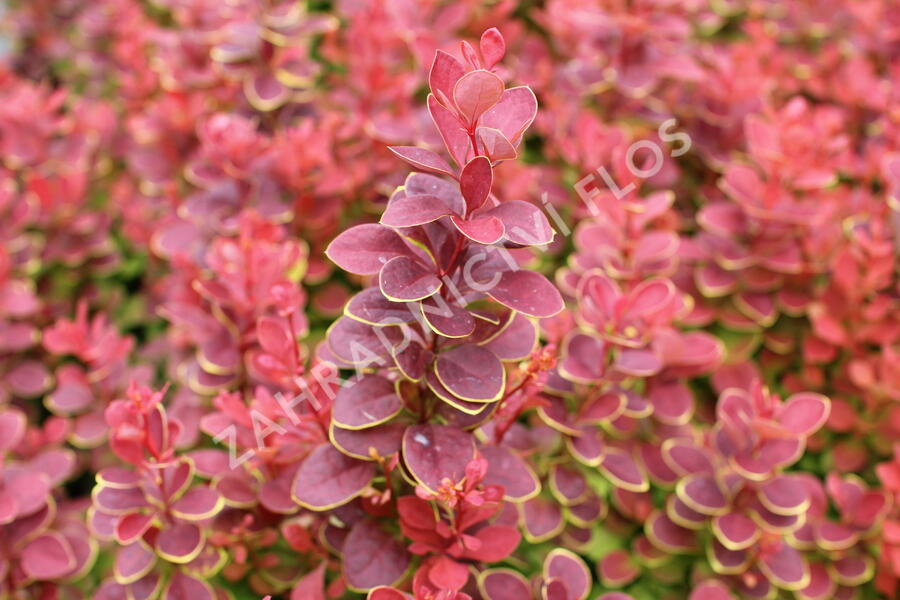 Dřišťál Thunbergův 'Neon' - Berberis thunbergii 'Neon'