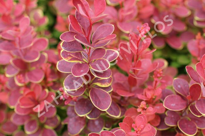 Dřišťál Thunbergův 'Neon' - Berberis thunbergii 'Neon'
