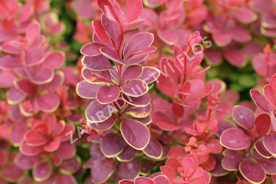 Dřišťál Thunbergův 'Neon' - Berberis thunbergii 'Neon'