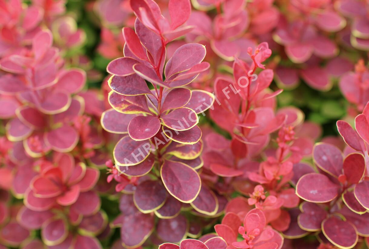 Dřišťál Thunbergův 'Neon' - Berberis thunbergii 'Neon'