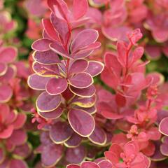 Dřišťál Thunbergův 'Neon' - Berberis thunbergii 'Neon'