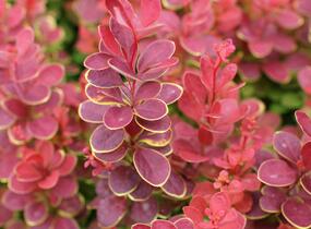 Dřišťál Thunbergův 'Neon' - Berberis thunbergii 'Neon'