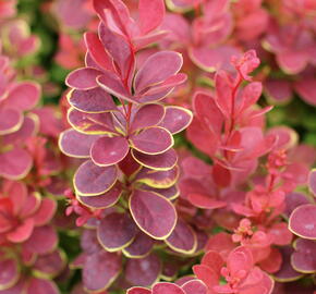 Dřišťál Thunbergův 'Neon' - Berberis thunbergii 'Neon'