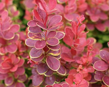 Dřišťál Thunbergův 'Neon'