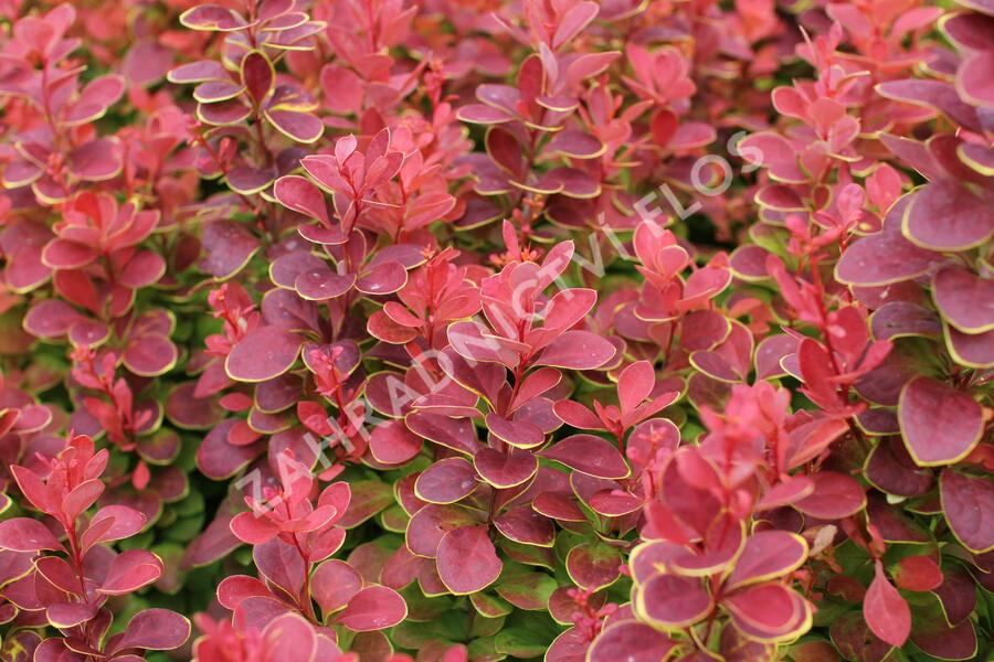 Dřišťál Thunbergův 'Neon' - Berberis thunbergii 'Neon'