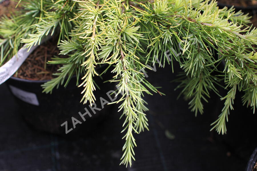 Cedr 'Lime Glow' - Cedrus deodara 'Lime Glow'