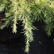 Cedr 'Lime Glow' - Cedrus deodara 'Lime Glow'