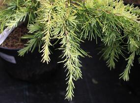 Cedr himalájský 'Lime Glow' - Cedrus deodara 'Lime Glow'