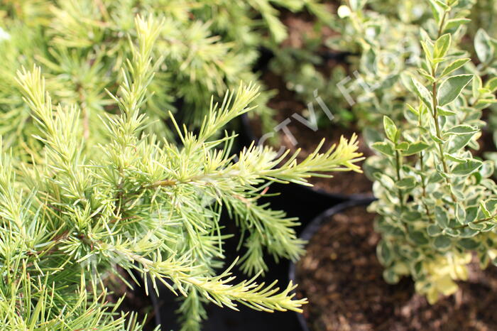 Cedr 'Lime Glow' - Cedrus deodara 'Lime Glow'