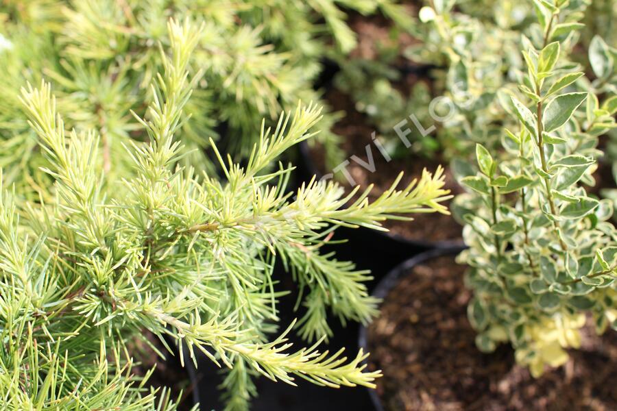 Cedr 'Lime Glow' - Cedrus deodara 'Lime Glow'