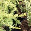 Cedr 'Lime Glow' - Cedrus deodara 'Lime Glow'