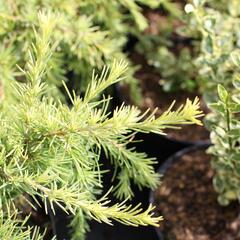 Cedr 'Lime Glow' - Cedrus deodara 'Lime Glow'