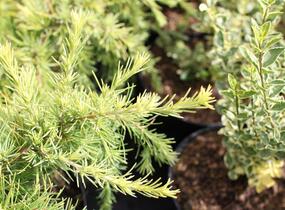 Cedr himalájský 'Lime Glow' - Cedrus deodara 'Lime Glow'