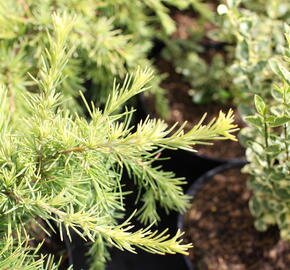 Cedr 'Lime Glow' - Cedrus deodara 'Lime Glow'