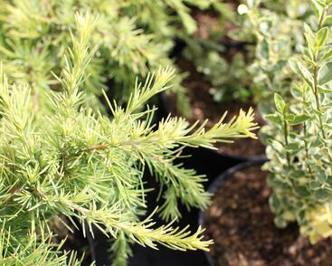 Cedr himalájský 'Lime Glow'