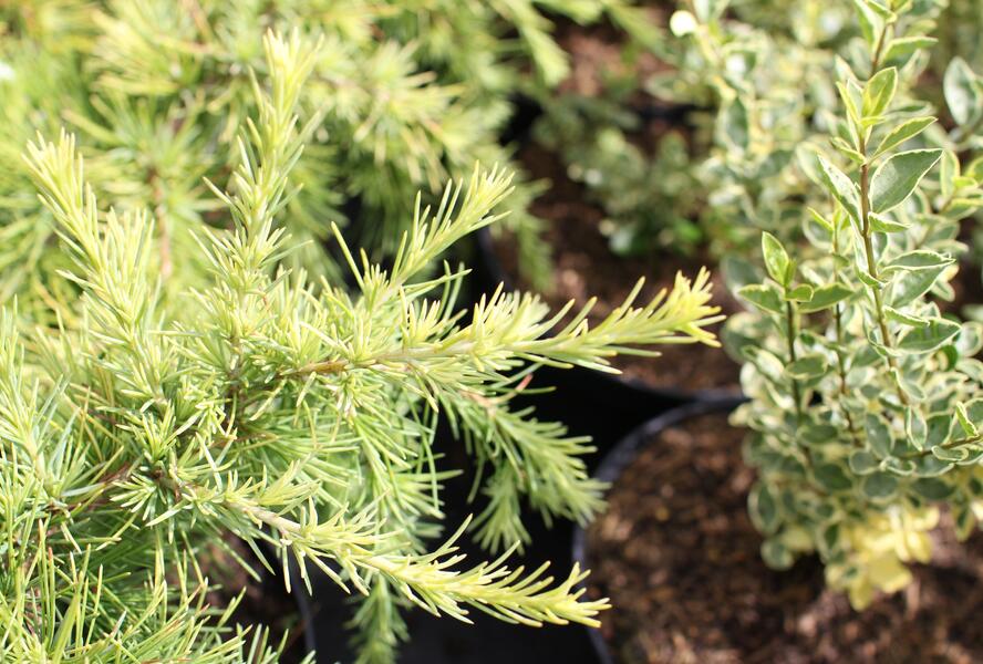 Cedr himalájský 'Lime Glow' - Cedrus deodara 'Lime Glow'