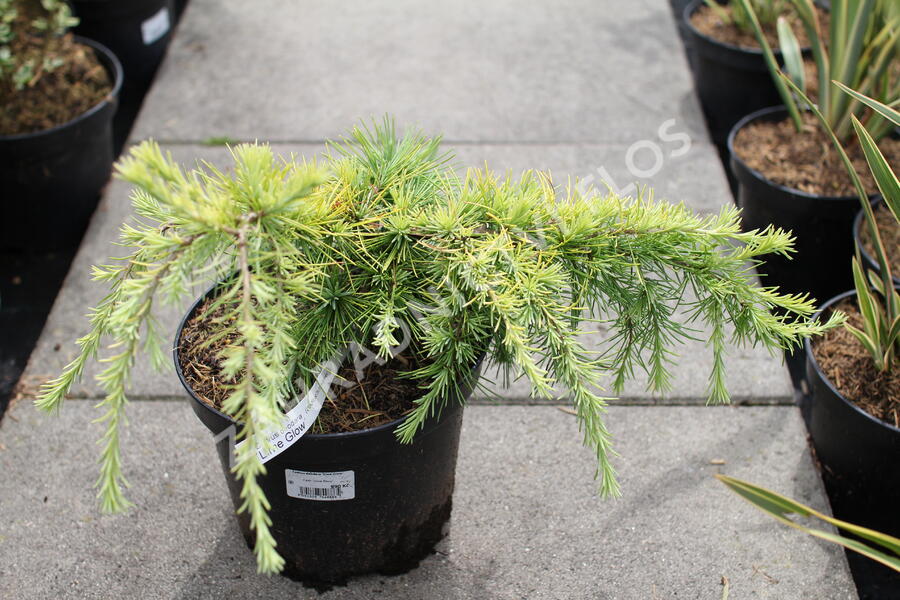 Cedr 'Lime Glow' - Cedrus deodara 'Lime Glow'