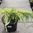 Cedr 'Lime Glow' - Cedrus deodara 'Lime Glow'