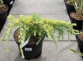 Cedr himalájský 'Lime Glow' - Cedrus deodara 'Lime Glow'