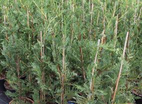 Cypřišovec Leylandův - Cupressocyparis leylandii