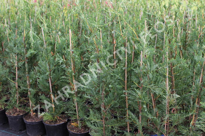 Cypřišovec Leylandův - Cupressocyparis leylandii