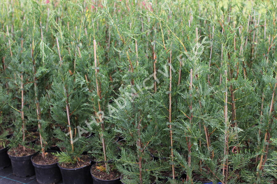 Cypřišovec Leylandův - Cupressocyparis leylandii