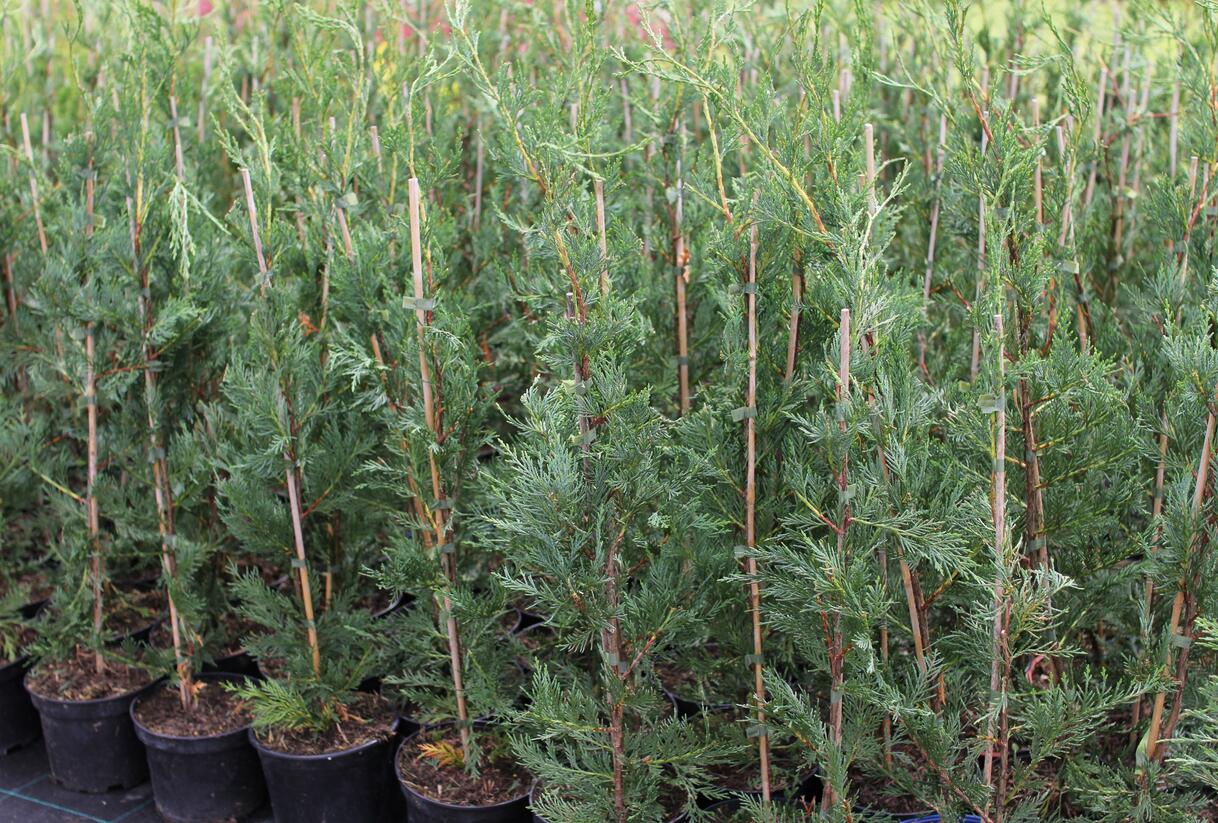 Cypřišovec Leylandův - Cupressocyparis leylandii