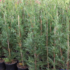 Cypřišovec Leylandův - Cupressocyparis leylandii