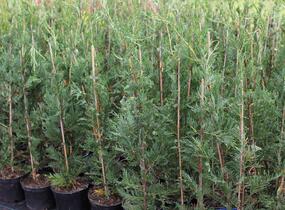 Cypřišovec Leylandův - Cupressocyparis leylandii