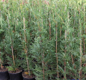 Cypřišovec Leylandův - Cupressocyparis leylandii