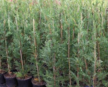 Cypřišovec Leylandův