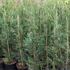 Cupressocyparis leylandii.JPG