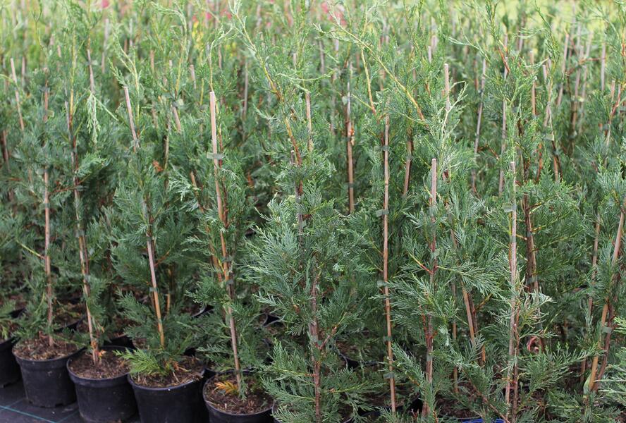 Cypřišovec Leylandův - Cupressocyparis leylandii