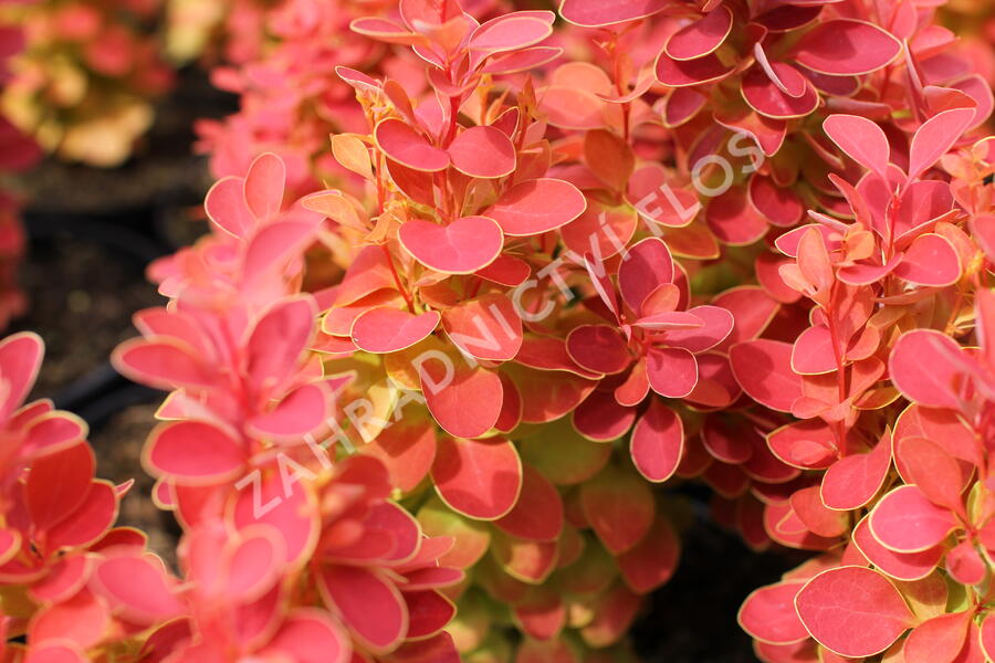 Dřišťál Thunbergův 'Desperados' - Berberis thunbergii 'Desperados'