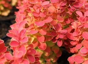 Dřišťál Thunbergův 'Desperados' - Berberis thunbergii 'Desperados'