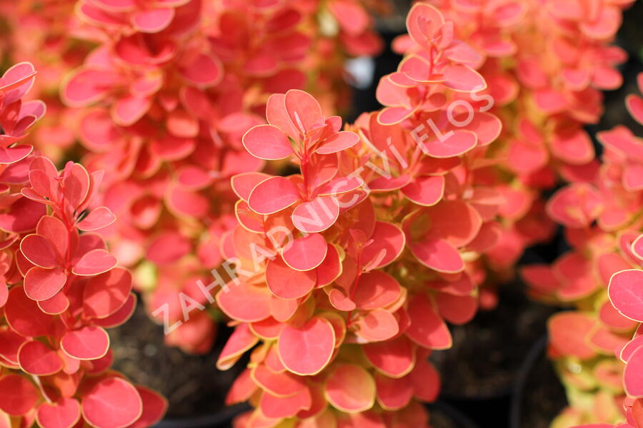 Dřišťál Thunbergův 'Desperados' - Berberis thunbergii 'Desperados'