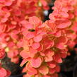 Dřišťál Thunbergův 'Desperados' - Berberis thunbergii 'Desperados'