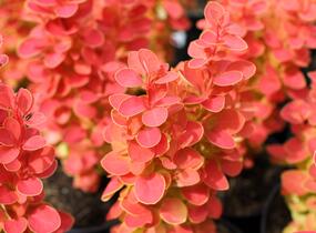 Dřišťál Thunbergův 'Desperados' - Berberis thunbergii 'Desperados'