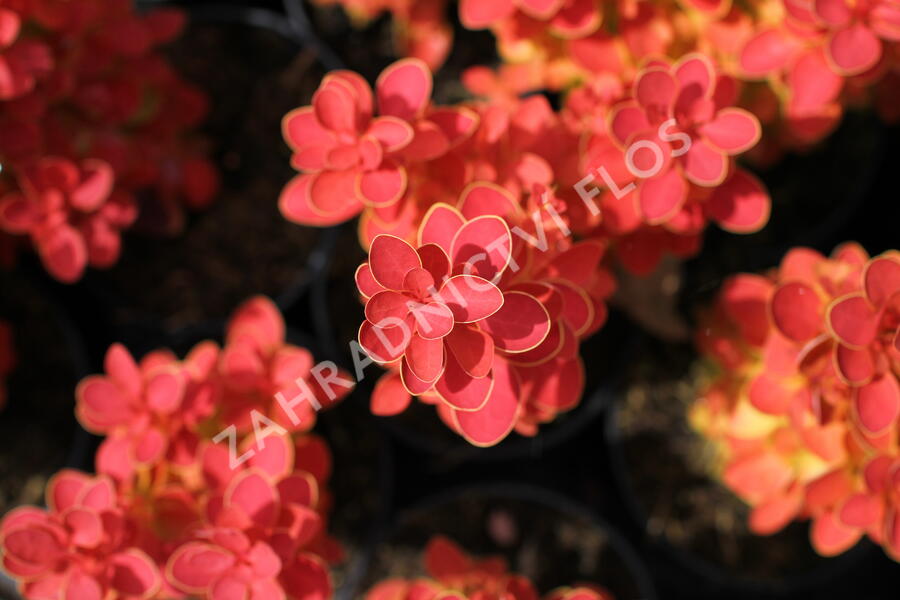 Dřišťál Thunbergův 'Desperados' - Berberis thunbergii 'Desperados'