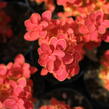 Dřišťál Thunbergův 'Desperados' - Berberis thunbergii 'Desperados'