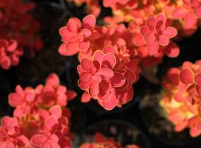 Dřišťál Thunbergův 'Desperados' - Berberis thunbergii 'Desperados'