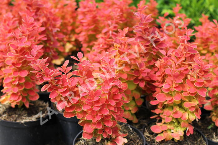 Dřišťál Thunbergův 'Desperados' - Berberis thunbergii 'Desperados'