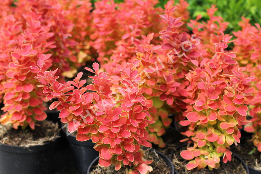 Dřišťál Thunbergův 'Desperados' - Berberis thunbergii 'Desperados'