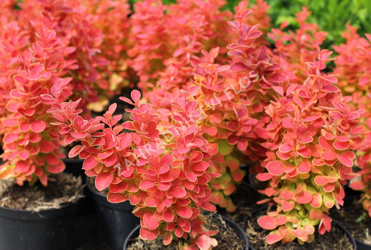 Dřišťál Thunbergův 'Desperados' - Berberis thunbergii 'Desperados'
