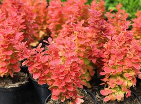 Dřišťál Thunbergův 'Desperados' - Berberis thunbergii 'Desperados'